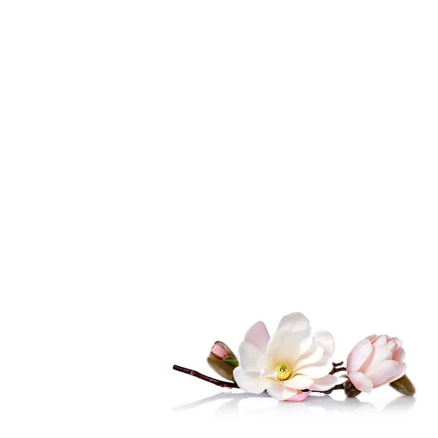 Motiv Magnolie, kolekce Creativity
